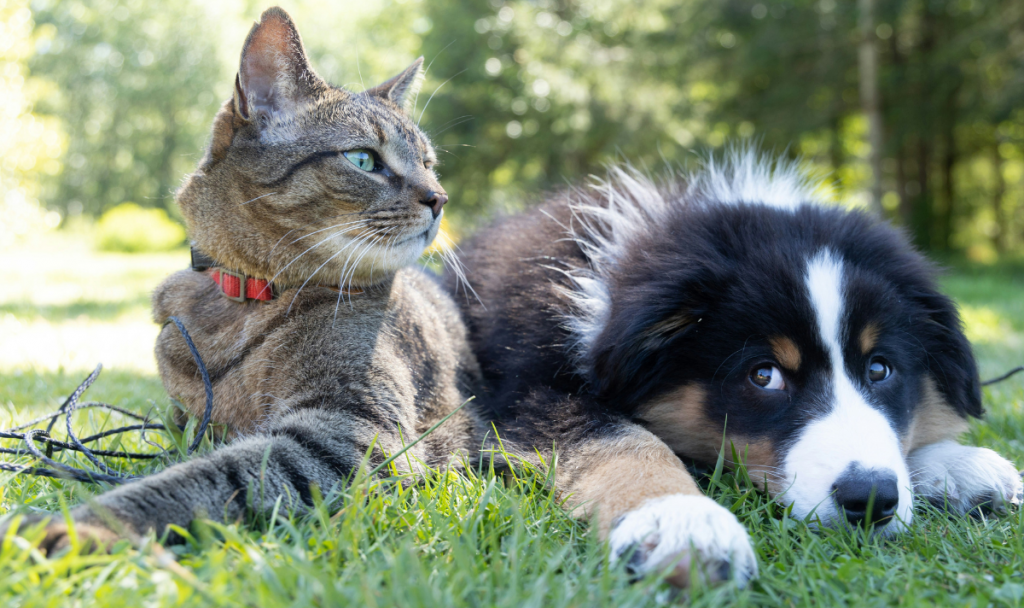 Cat and a dog